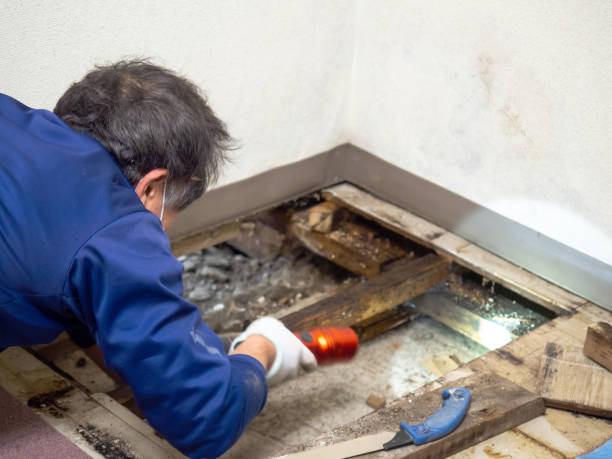 Mold Removal Process in Thompson Falls, MT