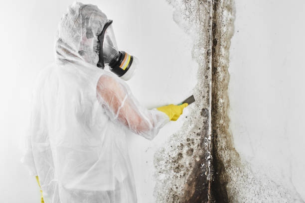 Certified Mold Removal in Thompson Falls, MT