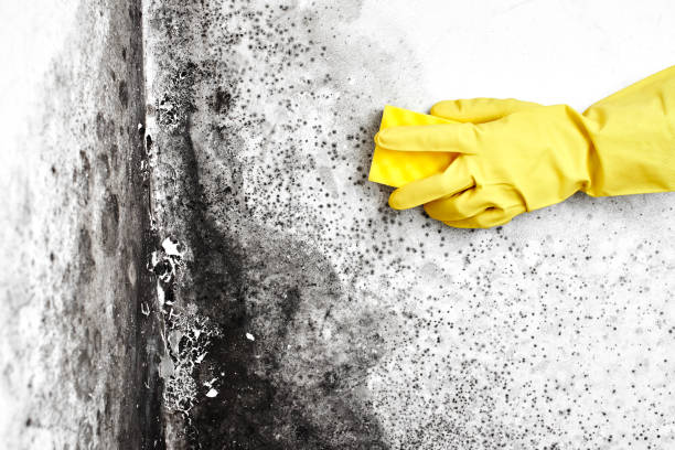 Best Certified Mold Removal  in Thompson Falls, MT