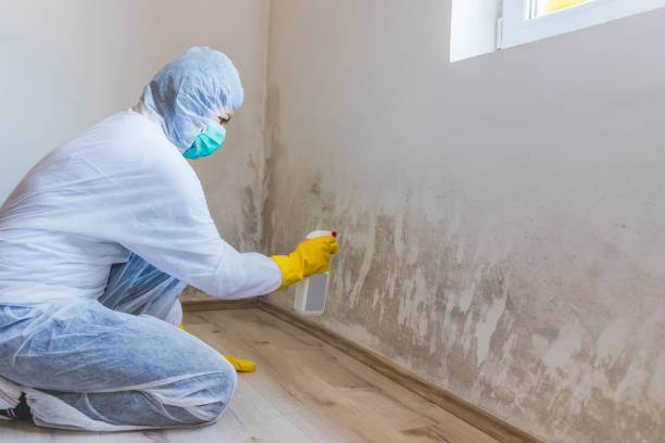 Best Attic Mold Removal  in Thompson Falls, MT