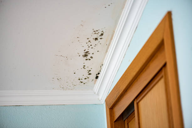 Best Mold Removal Specialists  in Thompson Falls, MT