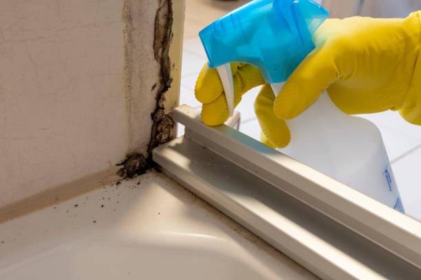 Best Black Mold Removal  in Thompson Falls, MT