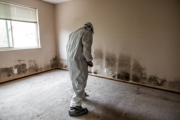 Best Mold Damage Repair  in Thompson Falls, MT