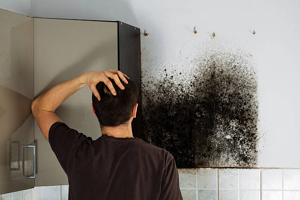 Professional Mold Removal in Thompson Falls, MT